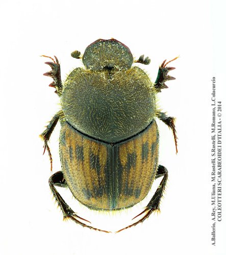 Onthophagus maki